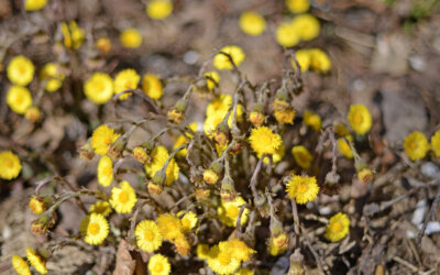 L&rsquo;histoire du Mûrier, 40 ans de services à la communauté