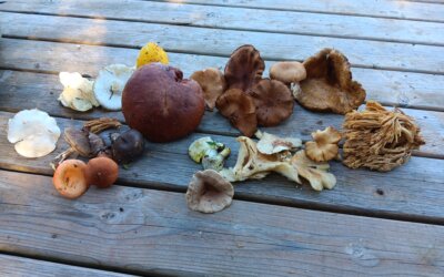 Un atelier champignon auprès de notre mycologue